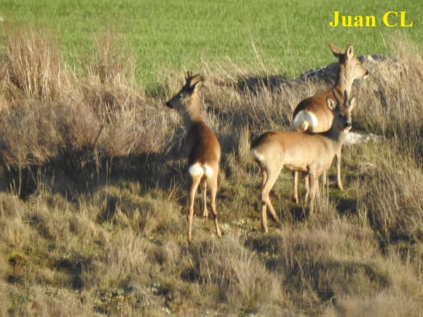 SALUDO FUENTEPIÑELANO 3444- PASEOS CAMPESTRES EN PRIMAVERA