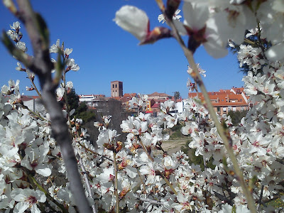 FIESTA DEL ÁRBOL EN PARACUELLOS