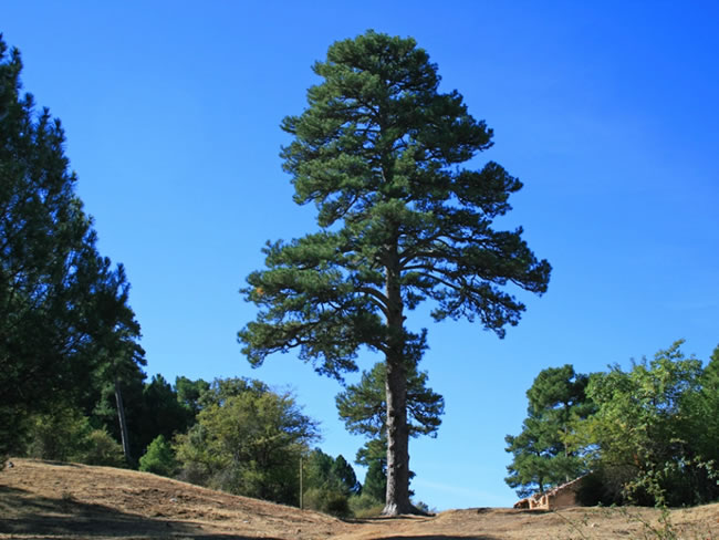 ELS ARBRES, SÓN COMPANYERS INSEPARABLES EN LA GRAN AVENTURA BIOLÒGICA DEL MÓN