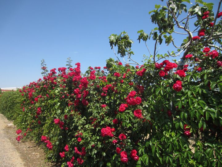 MAYO, LAS FLORES VIENEN Y VAN