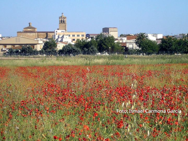 MAYO, DE PALETA Y LIENZO. EL CAMPO SE DESANGRA EN AMAPOLAS