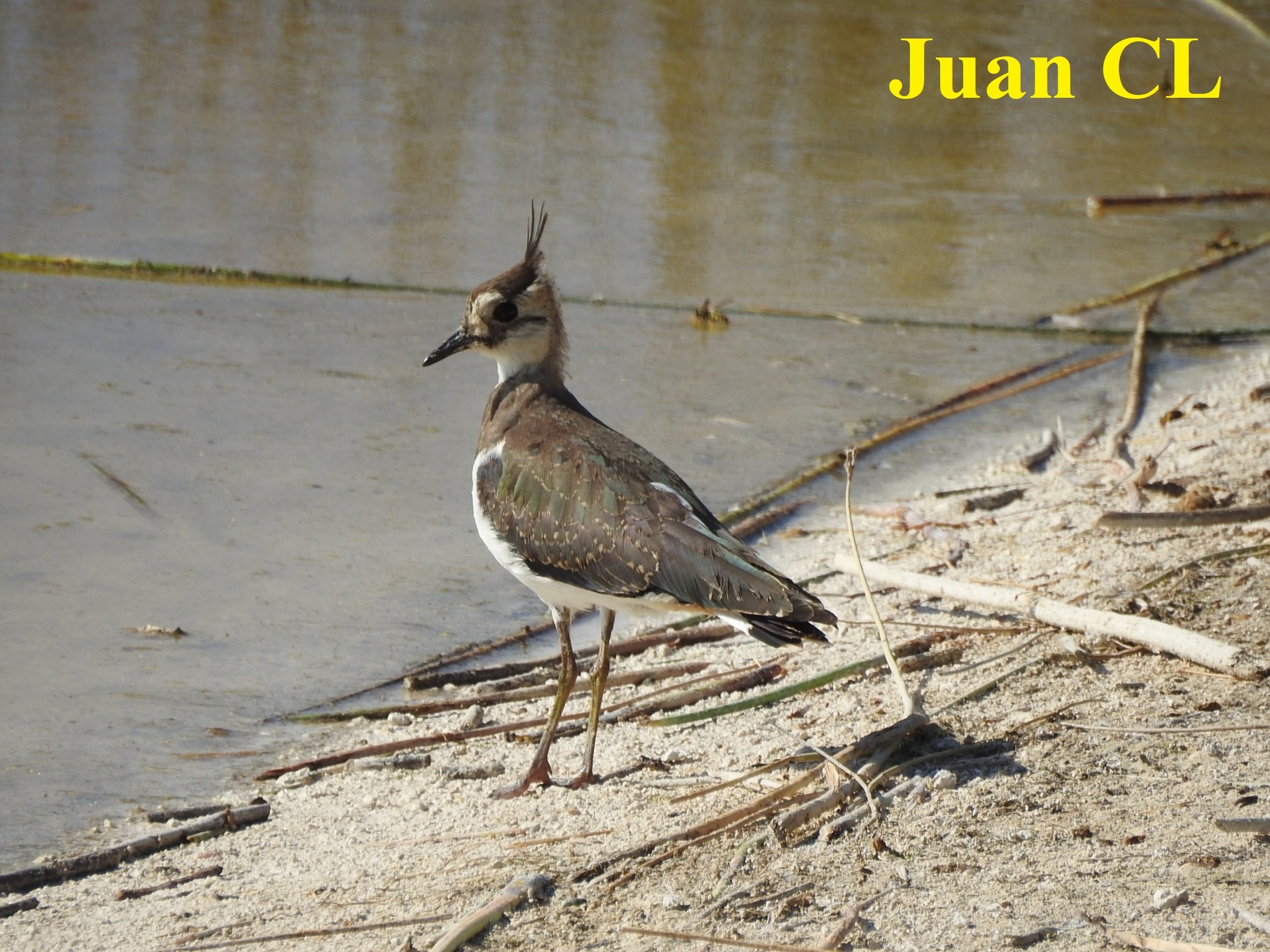 SALUDO FUENTEPIÑELANO 3500 – DÍA MUNDIAL DE LAS AVES MIGRATORIAS