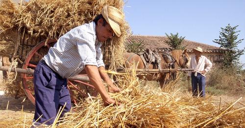 SIEGA, TRILLA Y TRANSPORTE TRADICIONAL DE LA PAJA Y DEL GRANO. RECUERDOS AGRÍCOLAS | DOCUMENTAL