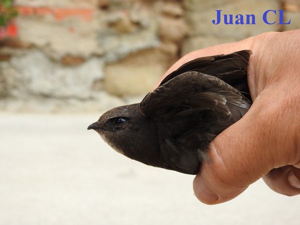 SALUDO FUENTEPIÑELANO 3530-  DÍA MUNDIAL DEL VENCEJO