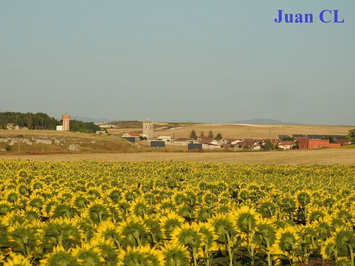 SALUDO FUENTEPIÑELANO 3586-EL CULTIVO DEL GIRASOL