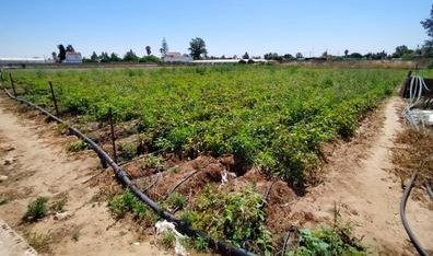 TERRENOS DE REALENGO Y TERRENOS BALDÍOS