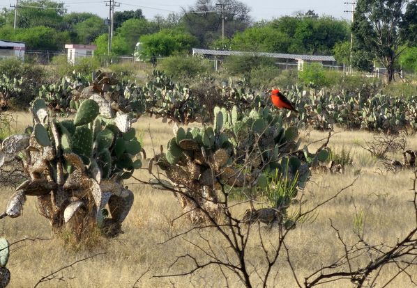 LA PRIMAVERA DEL 2024