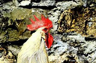 Y ENSEGUIDA CANTÓ UN GALLO