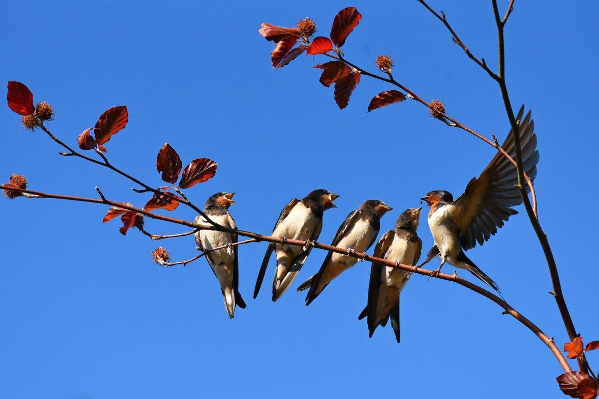 QUE CIENTO VOLANDO.