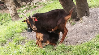 CABRITO AZPI GORRI: DEL CAMPO A LA MESA.