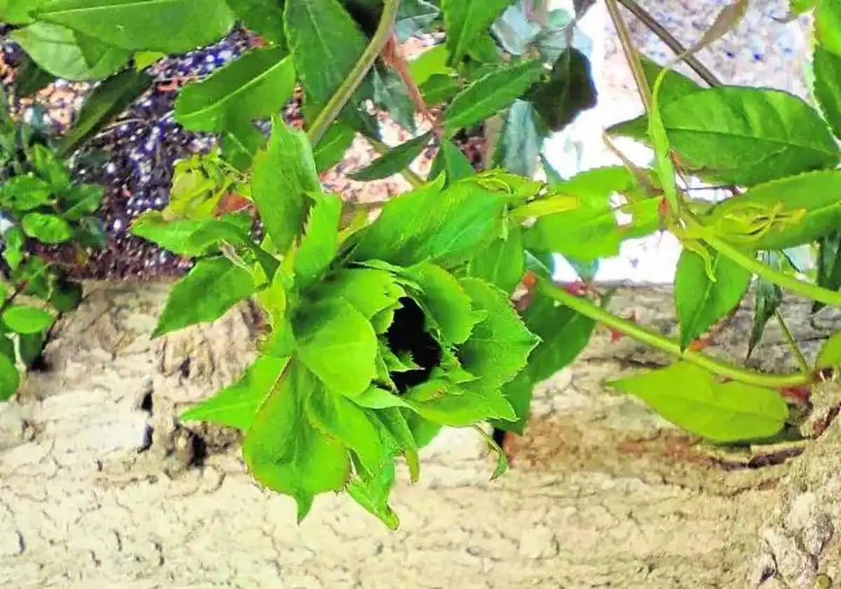 LA MURCIA QUE NO VEMOS LAS MUTANTES ROSAS VERDES DE SANTOMERA ÚNICAS EN EL MUNDO