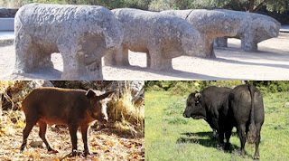 LOS VERRACOS: CERDOS Y TOROS DE VETTONIA.