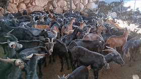 300 CABRAS