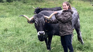 PRADOS Y DEHESAS: LAS VACAS EN PRIMAVERA