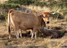 LECHE ¿DE VACA, CABRA U OVEJA?