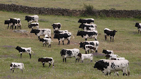 LAS VACAS BERRENDAS