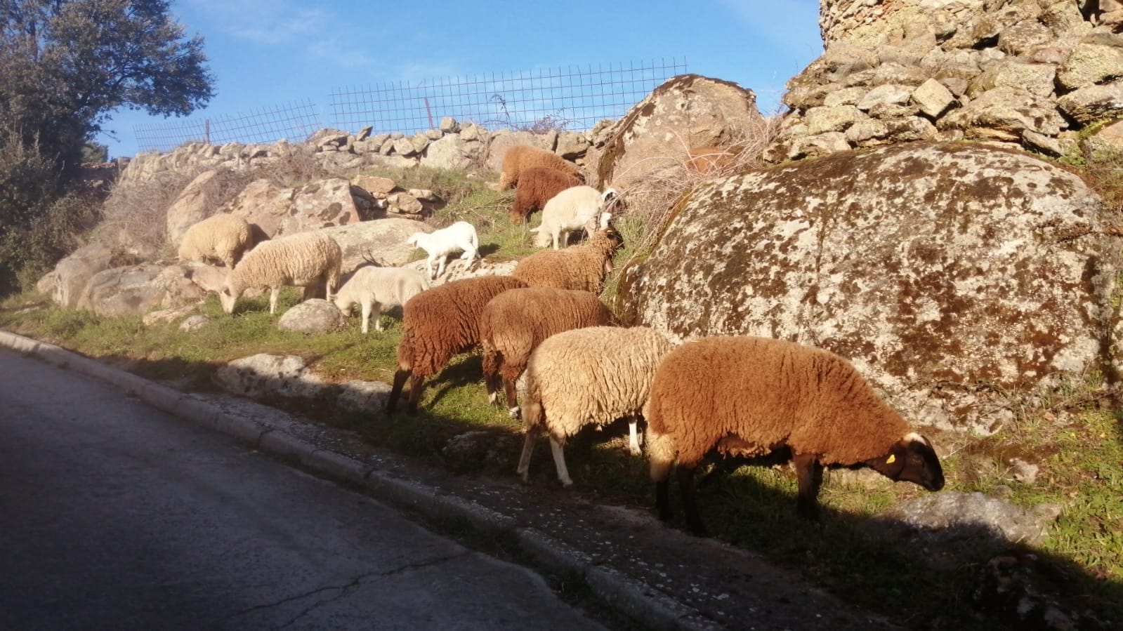 LA OVEJA CASTELLANA