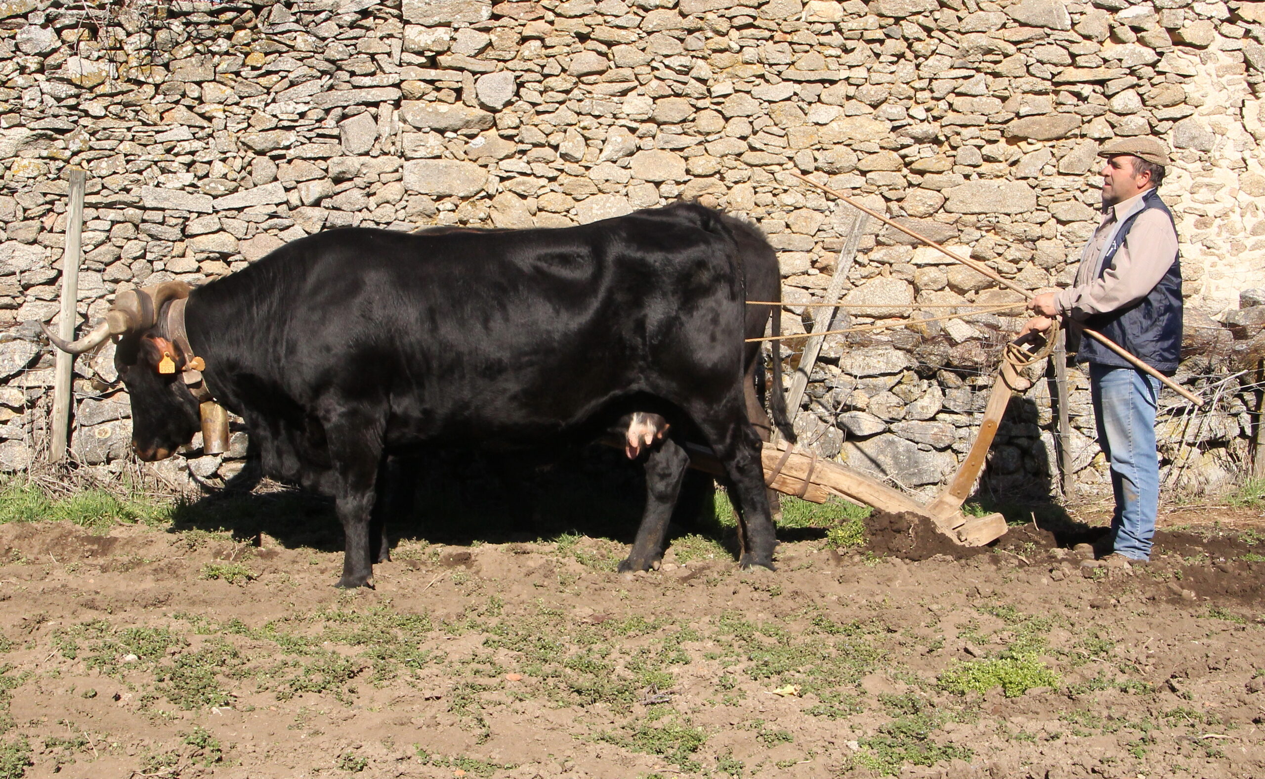 LAS VACAS DE AGÜELO CIPRIANO