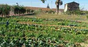 COSTUMBRES DE MURCIA Y HUERTA EN RELACIÓN CON EL MES DE NOVIEMBRE. (EL CULTO A  LA MUERTE)