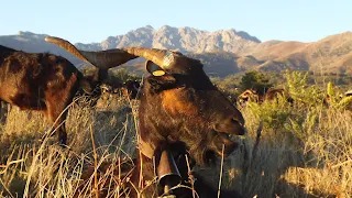 LA CABRA EN LA SIERRA DE GREDOS