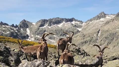 LA CABRA MONTÉS DE GREDOS