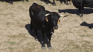 VACA, VINO, CASTAÑAS Y CENTENO: LAS ORDENANZAS DE LA COFRADÍA DE SANTA BÁRBARA. 1762.