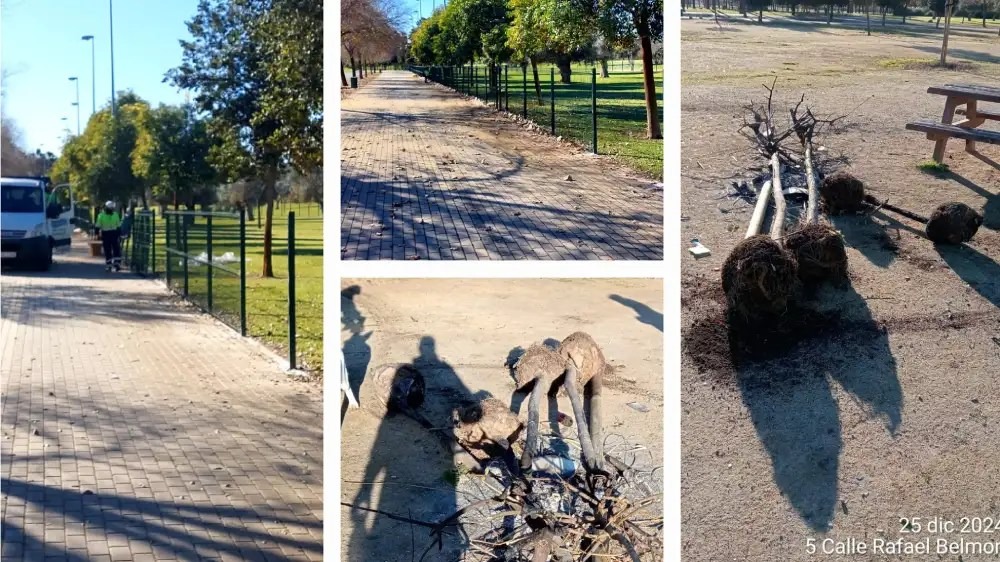 DESMANTELAN EL PARQUE DE LA VEGA DE TRIANA: ÁRBOLES RECIÉN PLANTADOS, ARRANCADOS SIN CONTEMPLACIONES