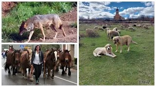 LOBOS, GANADEROS Y MASTINES